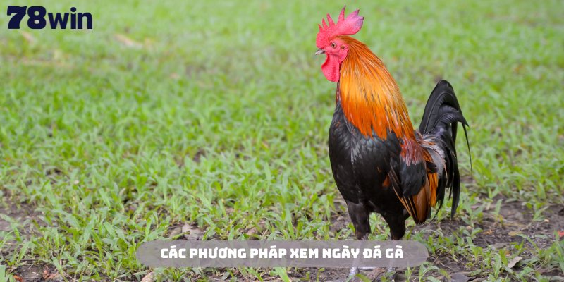 Xem Ngày Đá Gà 78Win - Kinh Nghiệm Chuẩn Xác Từ Chuyên Gia 3 Tham khảo các phương pháp xem ngày đá gà phổ biến hiện nay